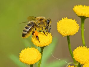 Info-Veranstaltung “Bienen im Gemüse” Vortrag