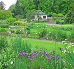 Führung im Botanischen Garten Biodiversität zum Anfassen und Probieren