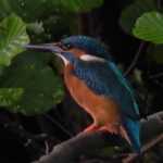 Vogelkundliche Wanderung auf dem NABU-Naturschutzhof