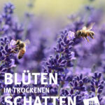 Blüten im trockenen Schatten