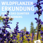 Wildpflanzen-Erkundung in Hohenbudberg