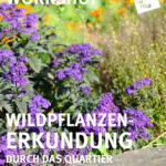 Wildpflanzen-Erkundung im Hülser Bruch