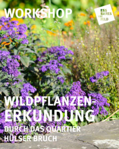 Wildpflanzen-Erkundung im Hülser Bruch Essbares Krefeld